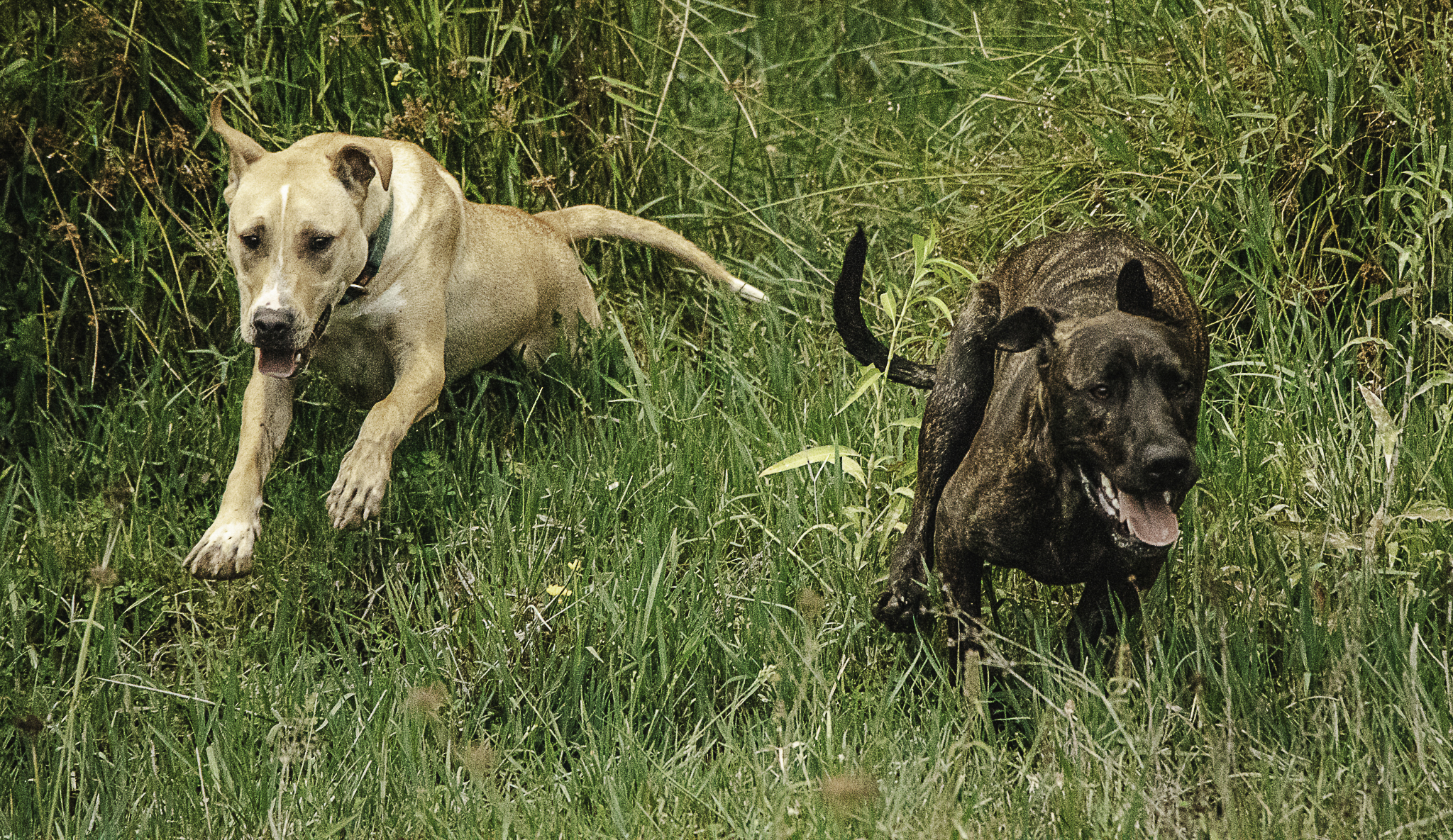 A dog being supported by The Best Dog Trust