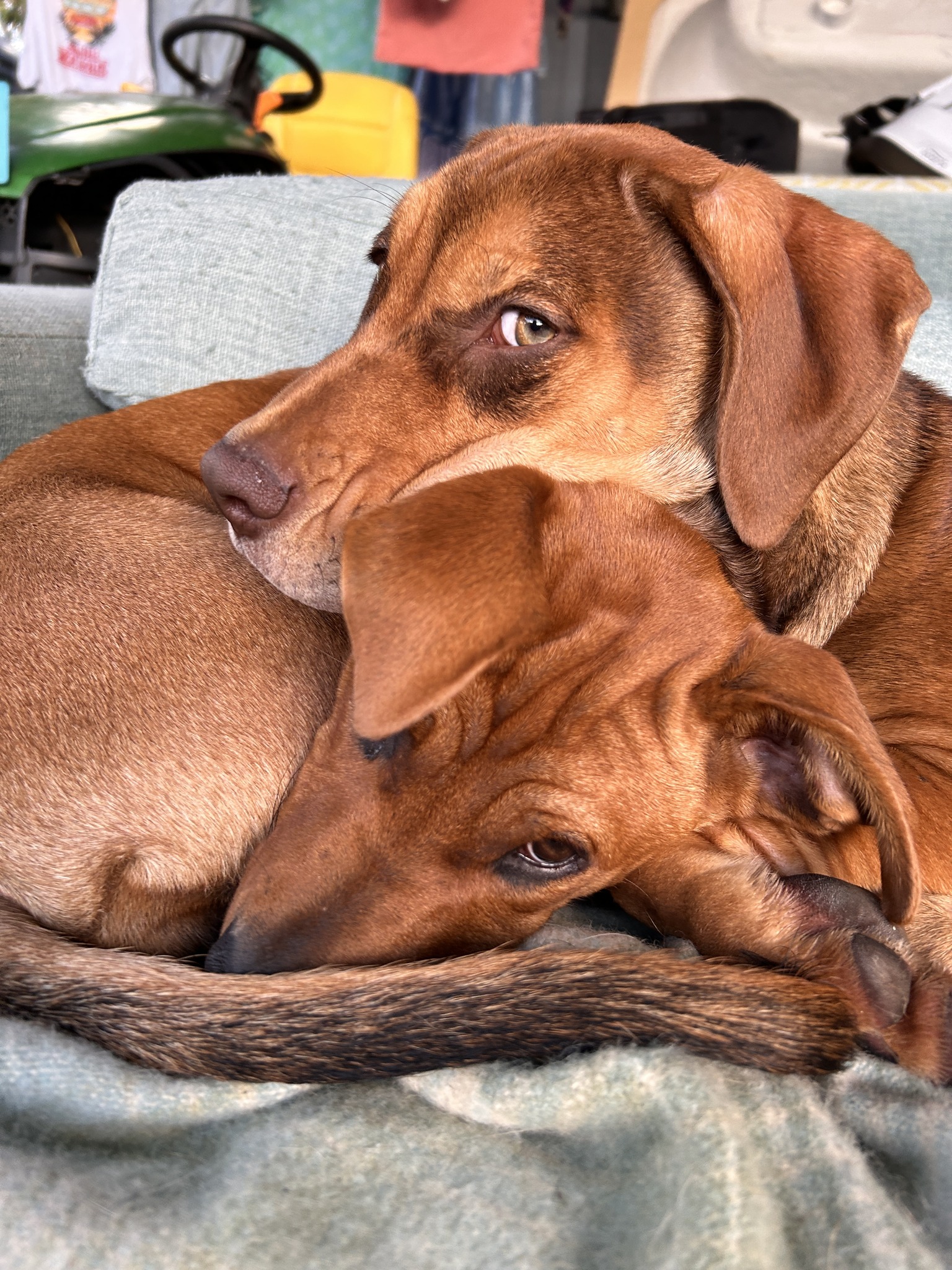 Dog supported by The Best Dog Trust